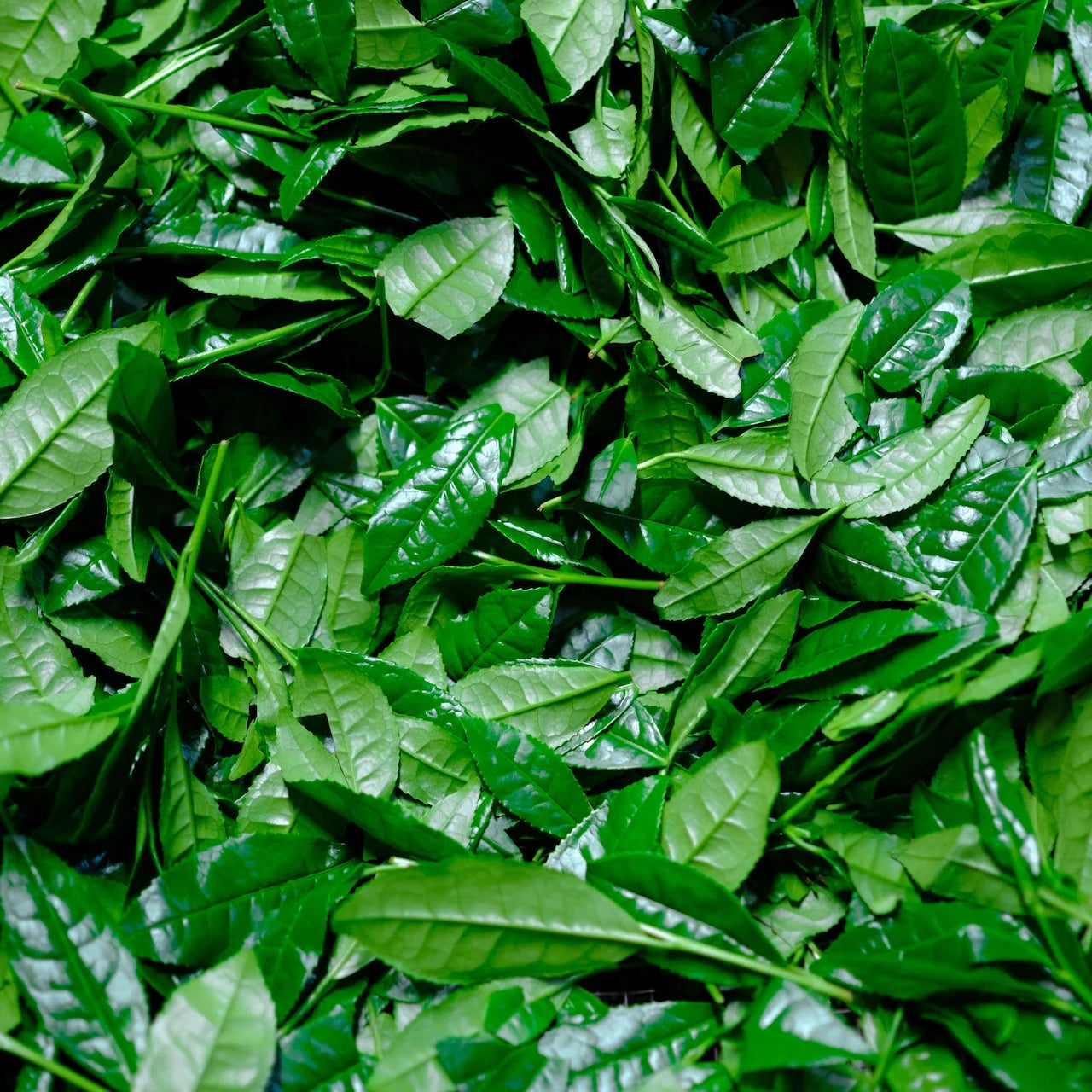 Green Tea